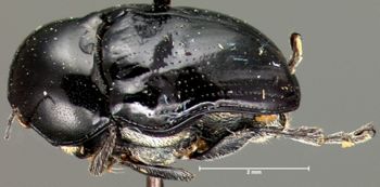 Media type: image; Entomology 20024   Aspect: habitus lateral view